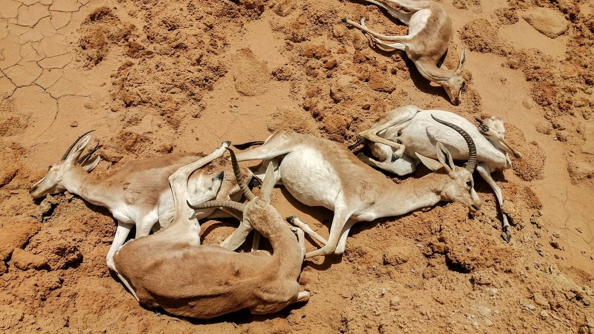 Fotky: Horko zabíjí. Gazely pískové v irácké rezervaci umírají hlady